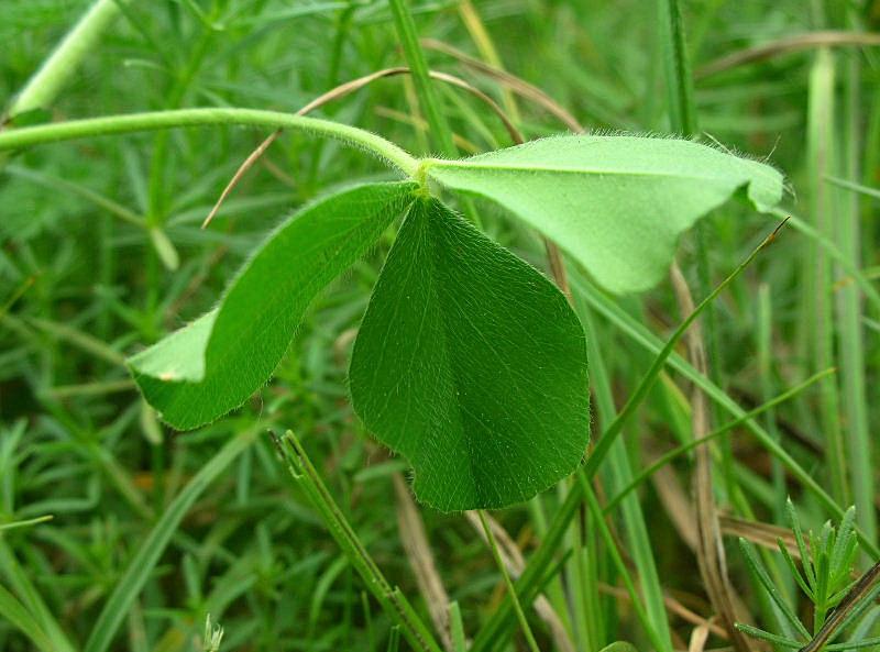 Trifolium incarnatum subsp. molinerii / Trifoglio di Molineri